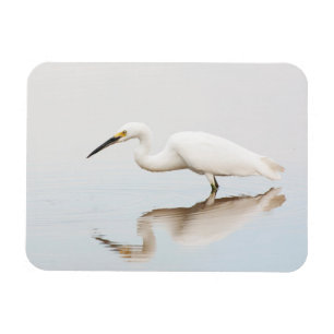 Imán Egret en el estanque