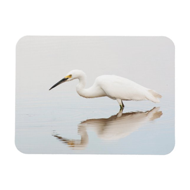 Imán Egret en el estanque (Horizontal)