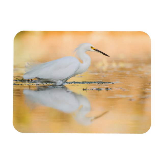 Imán Egret When the Sun is Setting (Horizontal)
