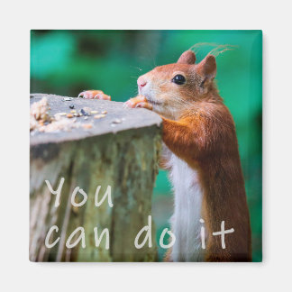 Imán Eichhörnchen Motivationspruch