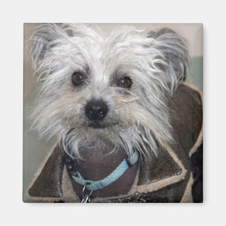 Imán Einstein, el perro