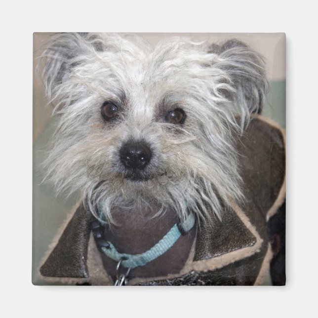 Imán Einstein, el perro (Frente)