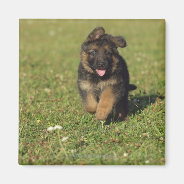 Imán Ejecución De Cachorros (Frente)