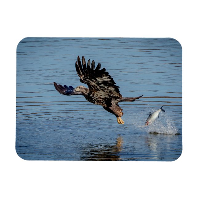 Imán El águila calva inmadura lanzando un pez (Horizontal)