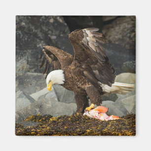 Imán El águila calva suprema