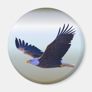 Imán El águila calva volando