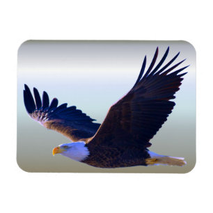 Imán El águila calva volando