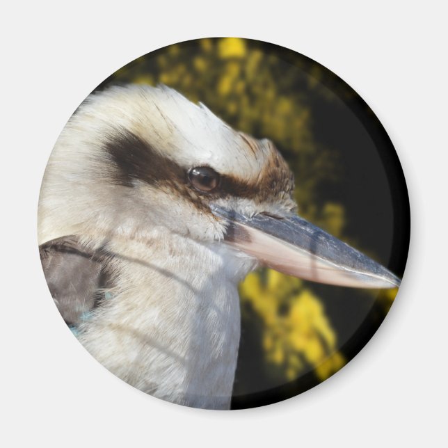 Imán El ala azul australiana Kookaburra, (Frente)