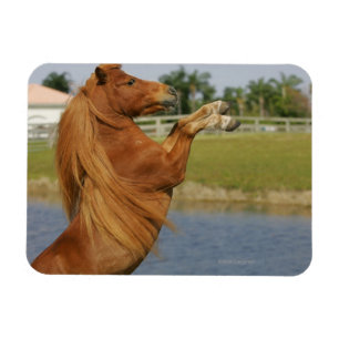 Imán El alzarse miniatura del caballo