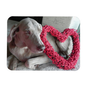 Imán El amor de la lluvia - perro - Weimaraner Magnet