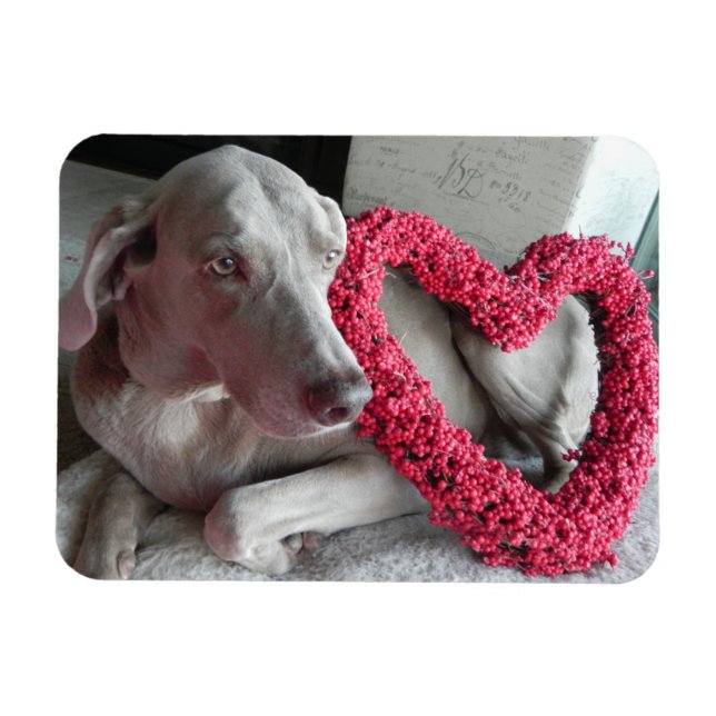 Imán El amor de la lluvia - perro - Weimaraner Magnet (Horizontal)