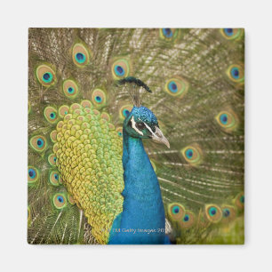 Imán El apuntalar del pavo real