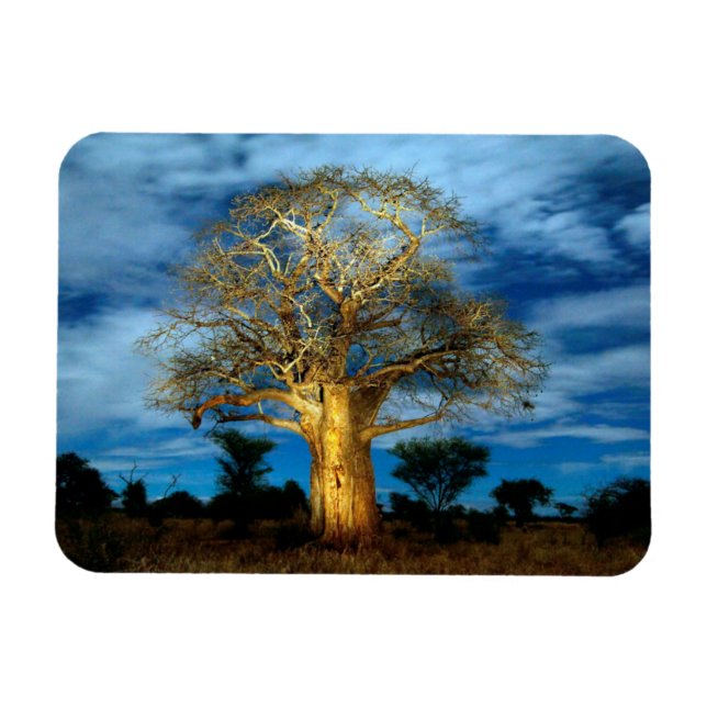 Imán El Árbol De Baobab (Adansonia) Se Enciende Por La  (Horizontal)