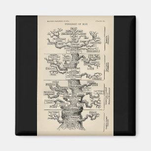 Imán El "árbol de la vida " de Ernst Haeckel