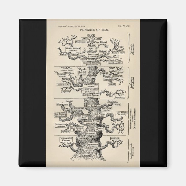 Imán El "árbol de la vida" de Ernst Haeckel (Frente)