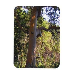 Imán El árbol embrujado......