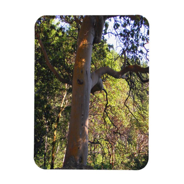 Imán El árbol embrujado...... (Vertical)