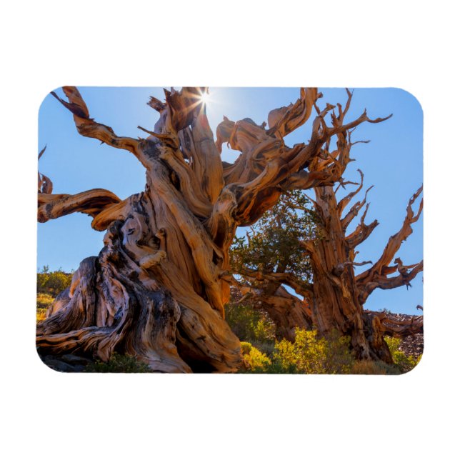 Imán El árbol Sentinel (Horizontal)