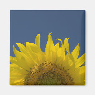 Imán El ascenso del girasol