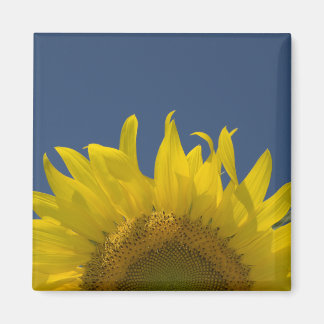 Imán El ascenso del girasol