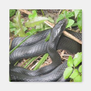 Imán El asolear de la serpiente del corredor negro