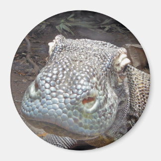 Imán El aspecto komodo