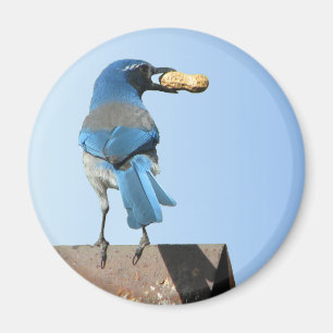 Imán El azul lindo friega el pájaro y el cacahuete de