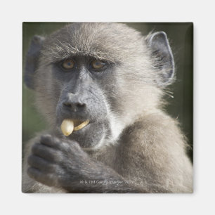 Imán El babuino de Chacma juvenil (ursinus del Papio)