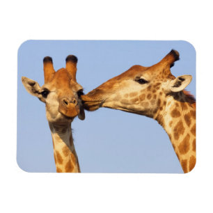 Imán El beso