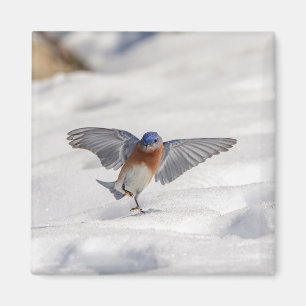Imán El Bluebird oriental bailando en la nieve