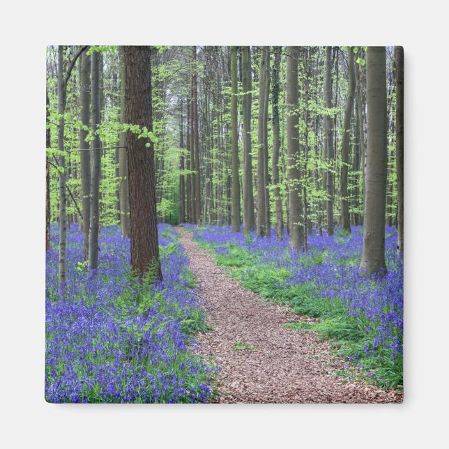 Imán El bosque de Halle | Halle, Bélgica (Frente)