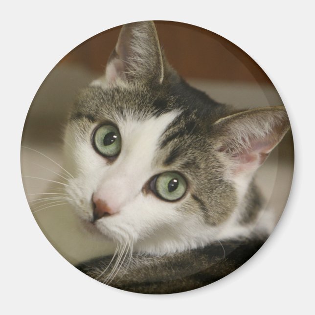 Imán El botón más pequeño del tigre (Frente)