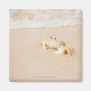 Imán El Brasil, Río de Janeiro, Buzios, cangrejo