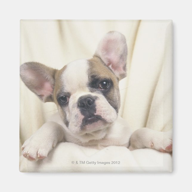 Imán El Bulldog, a menudo llamado Bulldog Inglés, 2 (Frente)