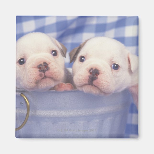 Imán El Bulldog, a menudo llamado el Bulldog inglés, (Frente)