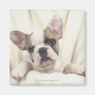Imán El bulldog, a menudo llamado el bulldog inglés, 2