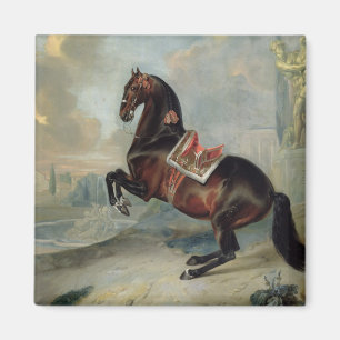 Imán El caballo de bahía oscuro 'Valido