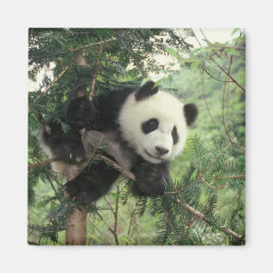 Imán El cachorro gigante Panda trepa un árbol, el valle