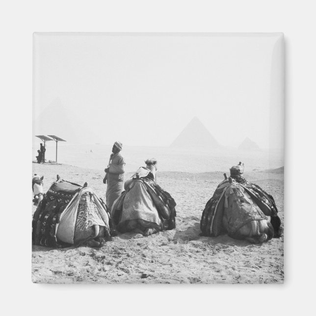 Imán El Cairo, Egipto, Jinetes de Camellos Pirámides de (Frente)