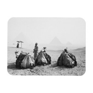 Imán El Cairo, Egipto, Jinetes de Camellos Pirámides de