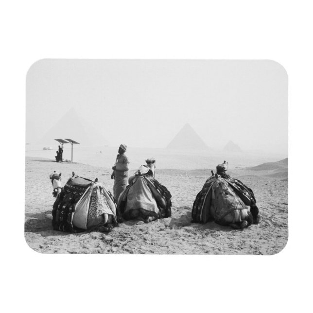 Imán El Cairo, Egipto, Jinetes de Camellos Pirámides de (Horizontal)