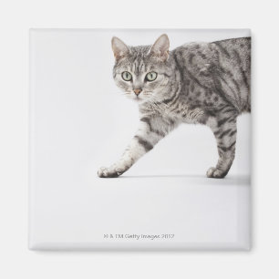 Imán El caminar del gato