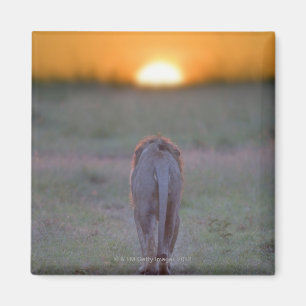 Imán El caminar del león