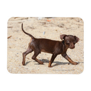 Imán El caminar del perrito de la chihuahua