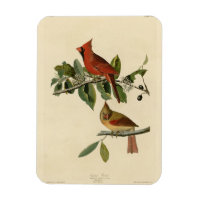 El cardenal Grosbeak de los pájaros de América de