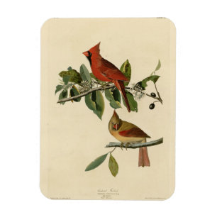 Imán El cardenal Grosbeak de los pájaros de América de 