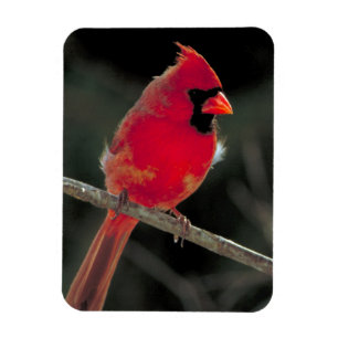 Imán El cardenal rojo encaramado en una rama de árbol