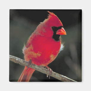 Imán El cardenal rojo encaramado en una rama de árbol