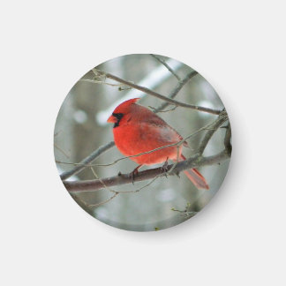 Imán El Cardenal Rojo y Alegre Magnet