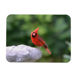 Imán El Cardenal Sobre El Baño De Aves